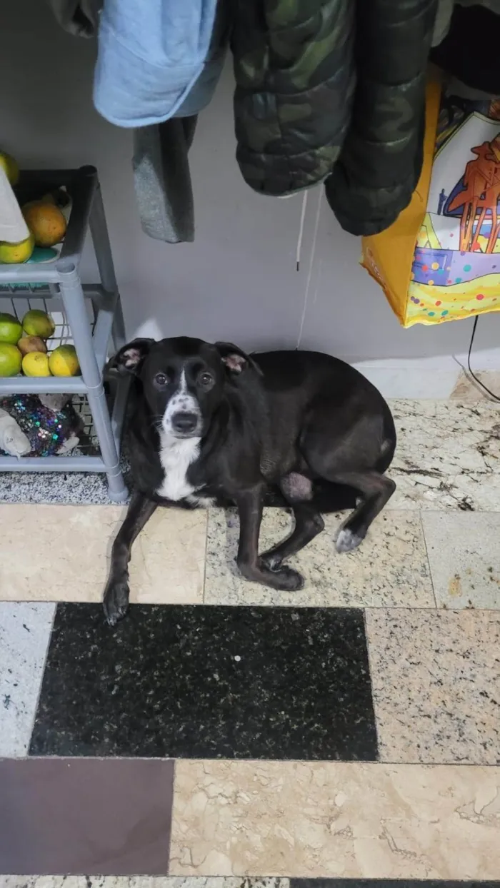 Cachorro ra a SRD-ViraLata idade 1 ano nome Estamos chamando de Chanel 