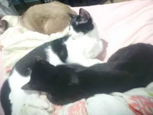 Gato raça SRD-ViraLata idade 7 a 11 meses nome Finn, Fiona e Margarida