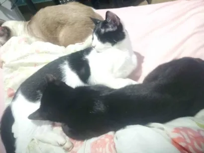 Gato raça SRD-ViraLata idade 7 a 11 meses nome Finn, Fiona e Margarida