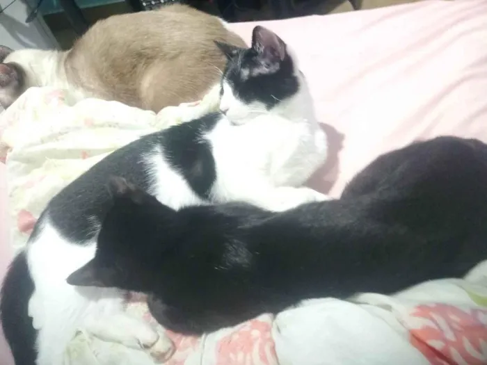 Gato ra a SRD-ViraLata idade 7 a 11 meses nome Finn, Fiona e Margarida