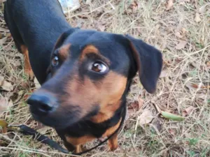 Cachorro raça SRD-ViraLata idade 1 ano nome Boni