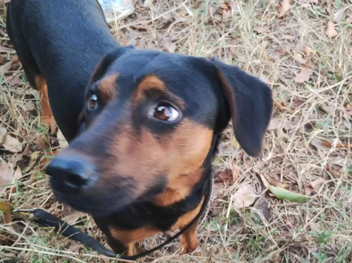 Cachorro ra a SRD-ViraLata idade 1 ano nome Boni