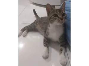 Gato raça SRD-ViraLata idade 2 a 6 meses nome Mew