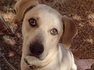 Cachorro raça SRD-ViraLata idade 2 anos nome Jully