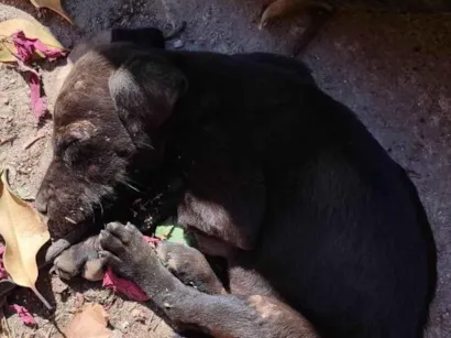 Cachorro raça SRD-ViraLata idade Abaixo de 2 meses nome Bob