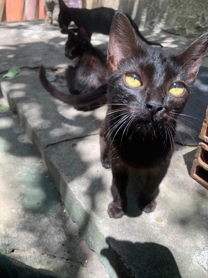 Gato ra a SRD-ViraLata idade Abaixo de 2 meses nome Belinha