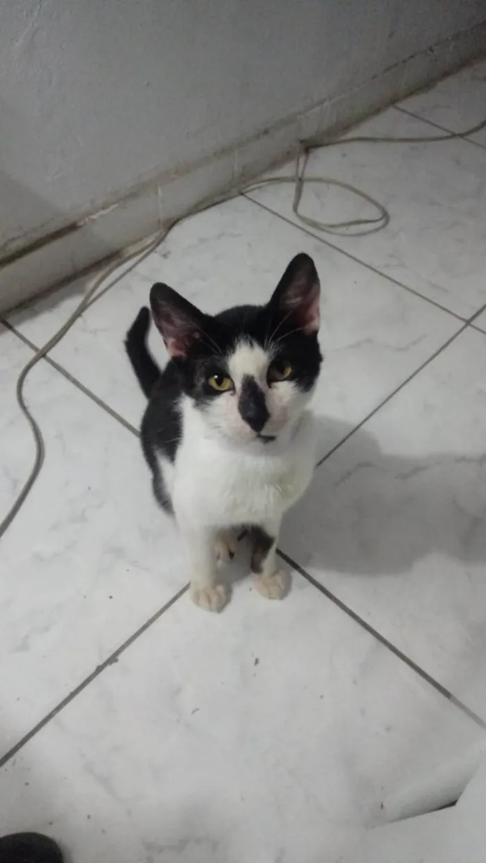 Gato ra a SRD-ViraLata idade 7 a 11 meses nome Theo