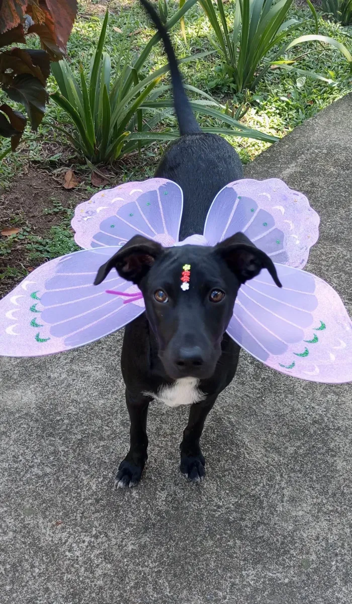 Cachorro ra a SRD-ViraLata idade 2 a 6 meses nome Pretinha 