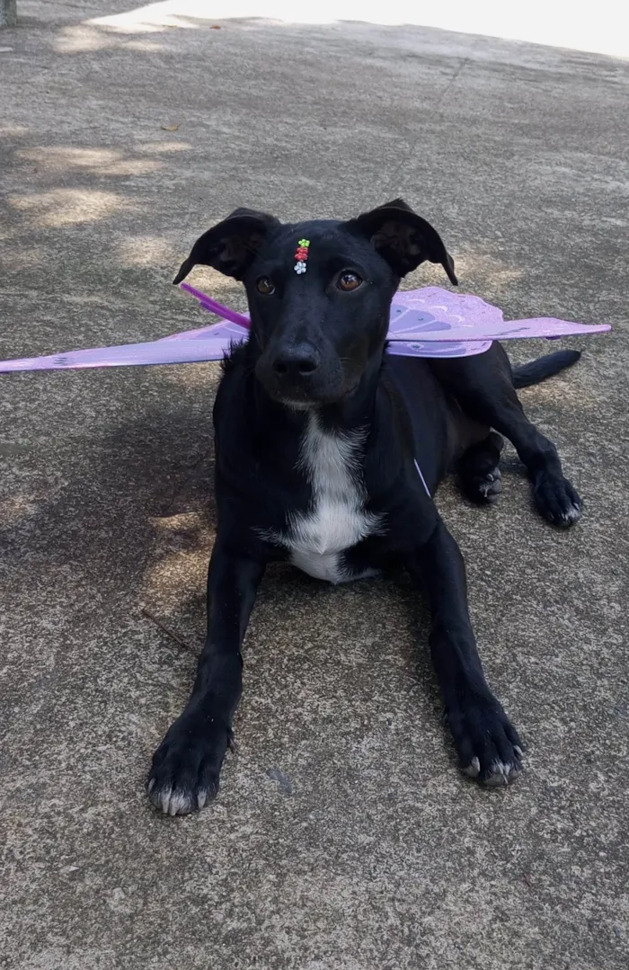 Cachorro ra a SRD-ViraLata idade 2 a 6 meses nome Pretinha 