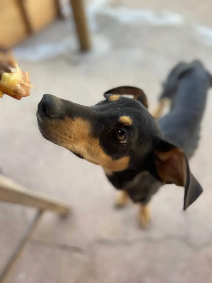 Cachorro ra a SRD-ViraLata idade 2 a 6 meses nome Pingo e raposinha 