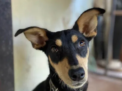 Cachorro raça SRD-ViraLata idade 2 a 6 meses nome Pingo e raposinha 