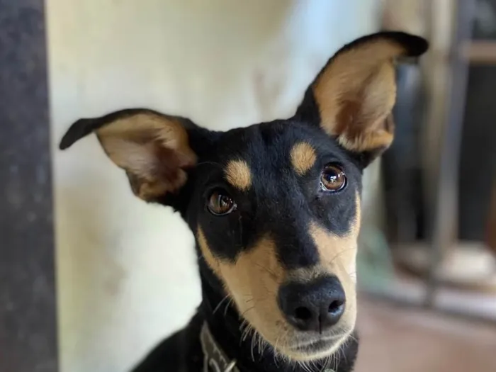 Cachorro ra a SRD-ViraLata idade 2 a 6 meses nome Pingo e raposinha 