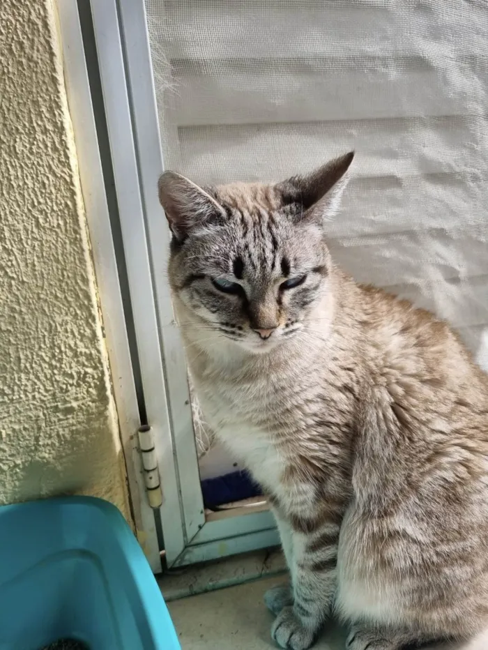 Gato ra a SRD-ViraLata idade 6 ou mais anos nome Branquinha