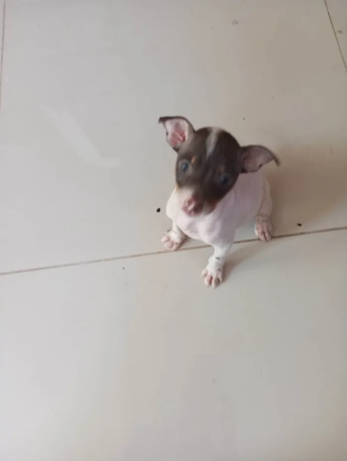 Cachorro ra a Pinscher idade 2 a 6 meses nome Chulé 