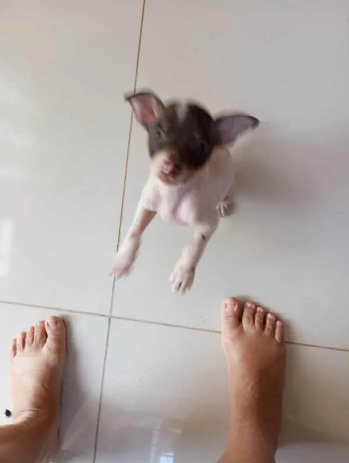 Cachorro ra a Pinscher idade 2 a 6 meses nome Chulé 