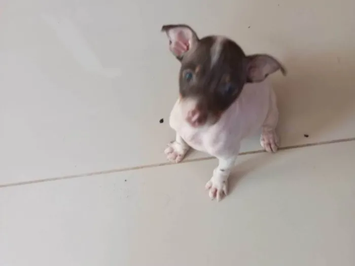 Cachorro ra a Pinscher idade 2 a 6 meses nome Chulé 