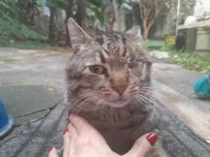 Gato raça SRD-ViraLata idade 2 anos nome Piratinha 