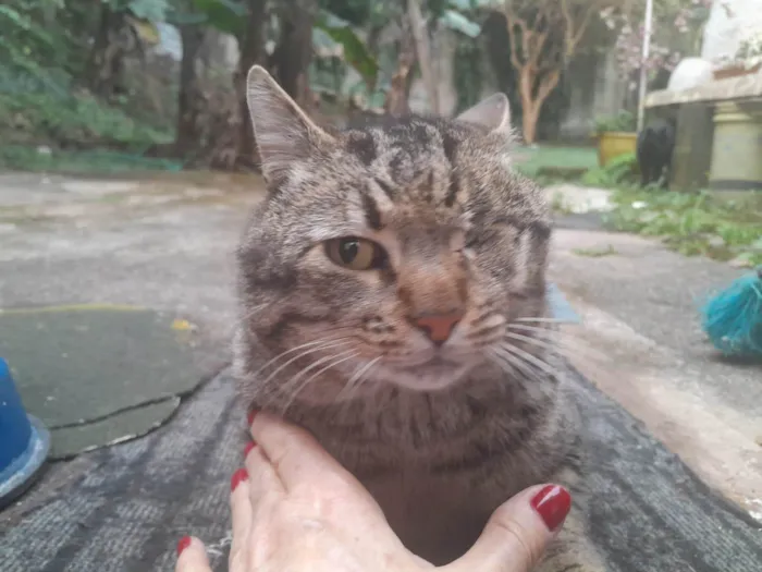 Gato ra a SRD-ViraLata idade 2 anos nome Piratinha 