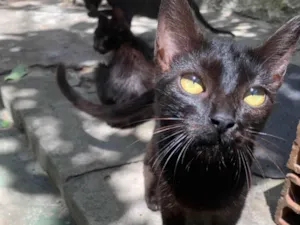 Gato raça SRD-ViraLata idade Abaixo de 2 meses nome Belinha