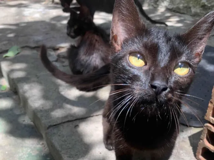 Gato ra a SRD-ViraLata idade Abaixo de 2 meses nome Belinha