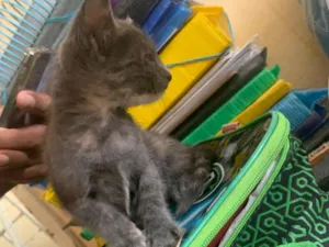 Gato raça SRD-ViraLata idade Abaixo de 2 meses nome Não tem nome