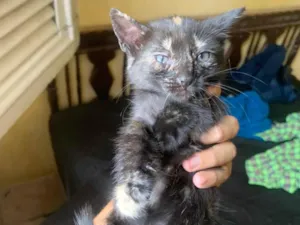 Gato raça SRD-ViraLata idade Abaixo de 2 meses nome Gatinho sem nome 