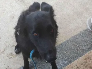 Cachorro raça SRD-ViraLata idade 3 anos nome Cloe