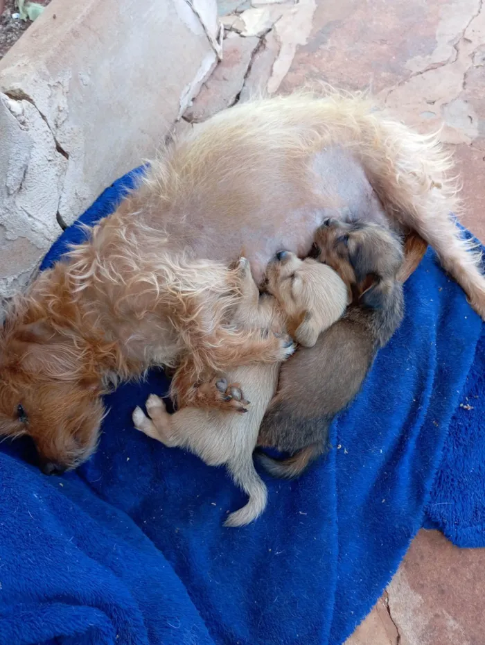 Cachorro ra a SRD-ViraLata idade Abaixo de 2 meses nome Sem nome 