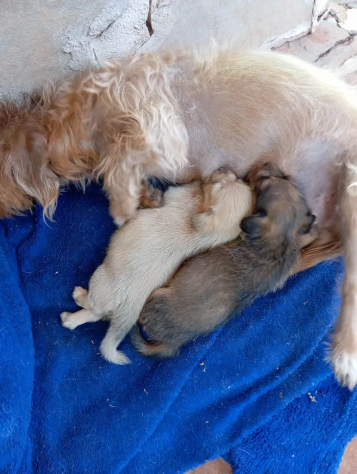 Cachorro ra a SRD-ViraLata idade Abaixo de 2 meses nome Sem nome 