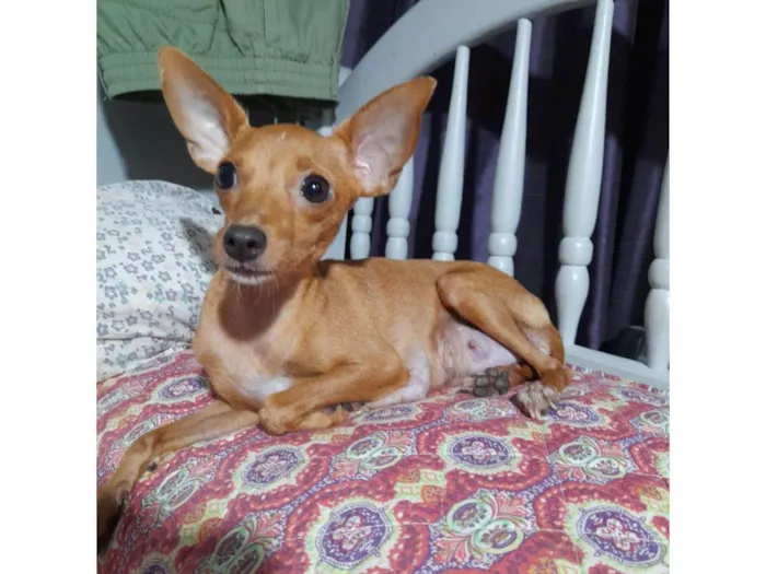 Cachorro ra a SRD-ViraLata idade 1 ano nome Pipoca