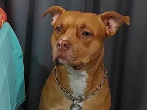 Cachorro raça Pit-Bull idade 3 anos nome Thor