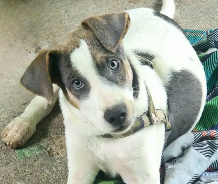 Cachorro ra a SRD-ViraLata idade 2 a 6 meses nome Sansão 