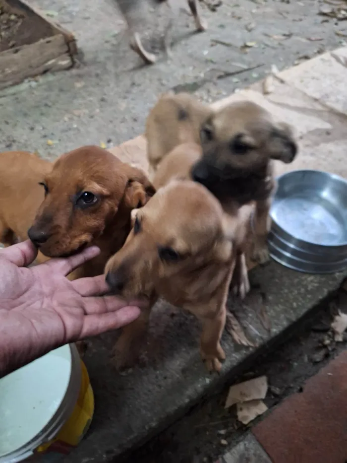 Cachorro ra a SRD-ViraLata idade 2 a 6 meses nome Caramelo filhote