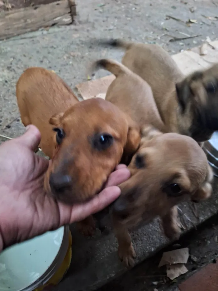 Cachorro ra a SRD-ViraLata idade 2 a 6 meses nome Caramelo filhote