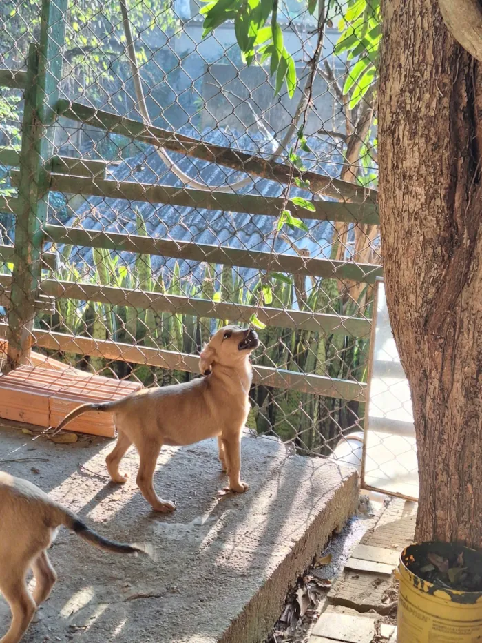 Cachorro ra a SRD-ViraLata idade 2 a 6 meses nome Caramelo filhote