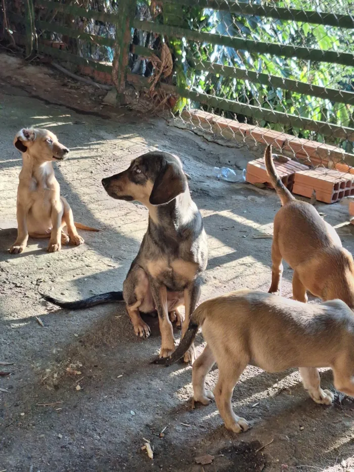 Cachorro ra a SRD-ViraLata idade 2 a 6 meses nome Caramelo filhote