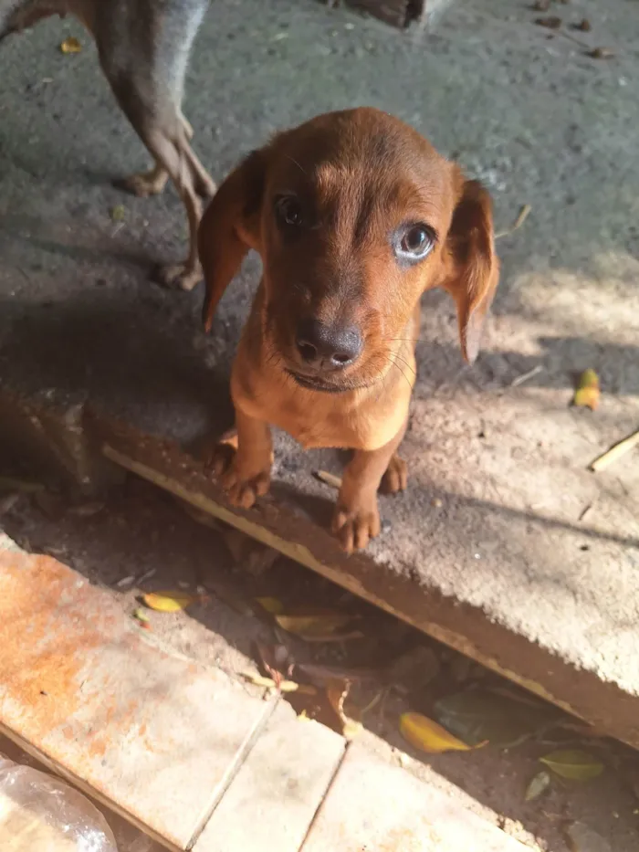 Cachorro ra a SRD-ViraLata idade 2 a 6 meses nome Caramelo filhote