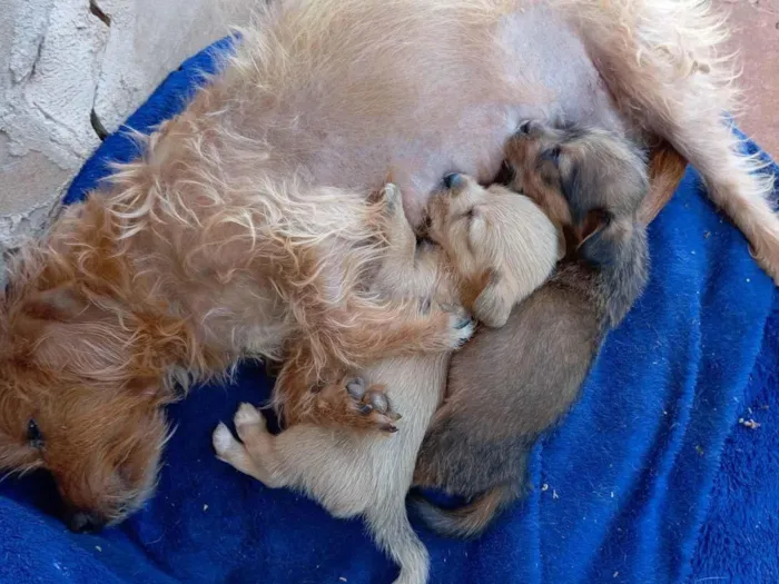 Cachorro ra a SRD-ViraLata idade Abaixo de 2 meses nome Sem nome 