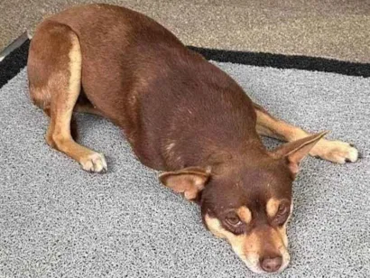 Cachorro raça SRD-ViraLata idade 6 ou mais anos nome Xodó 