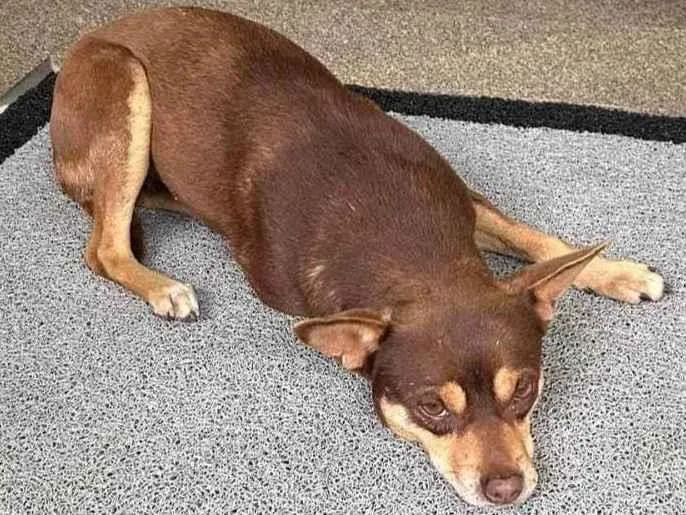 Cachorro ra a SRD-ViraLata idade 6 ou mais anos nome Xodó 