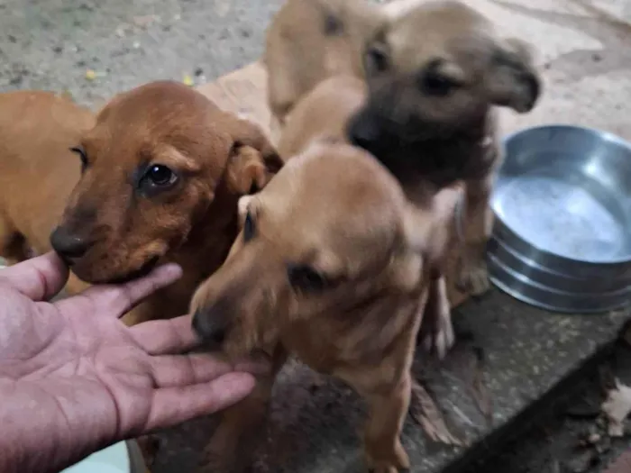 Cachorro ra a SRD-ViraLata idade 2 a 6 meses nome Caramelo filhote