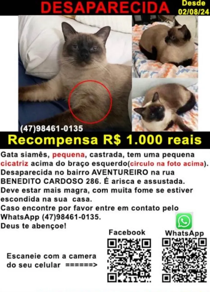 Gato ra a Siamês idade 3 anos nome Recompensa R$ 10.000(dez mil reais)