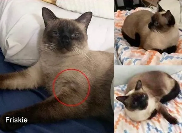 Gato ra a Siamês idade 3 anos nome Recompensa R$ 10.000(dez mil reais)