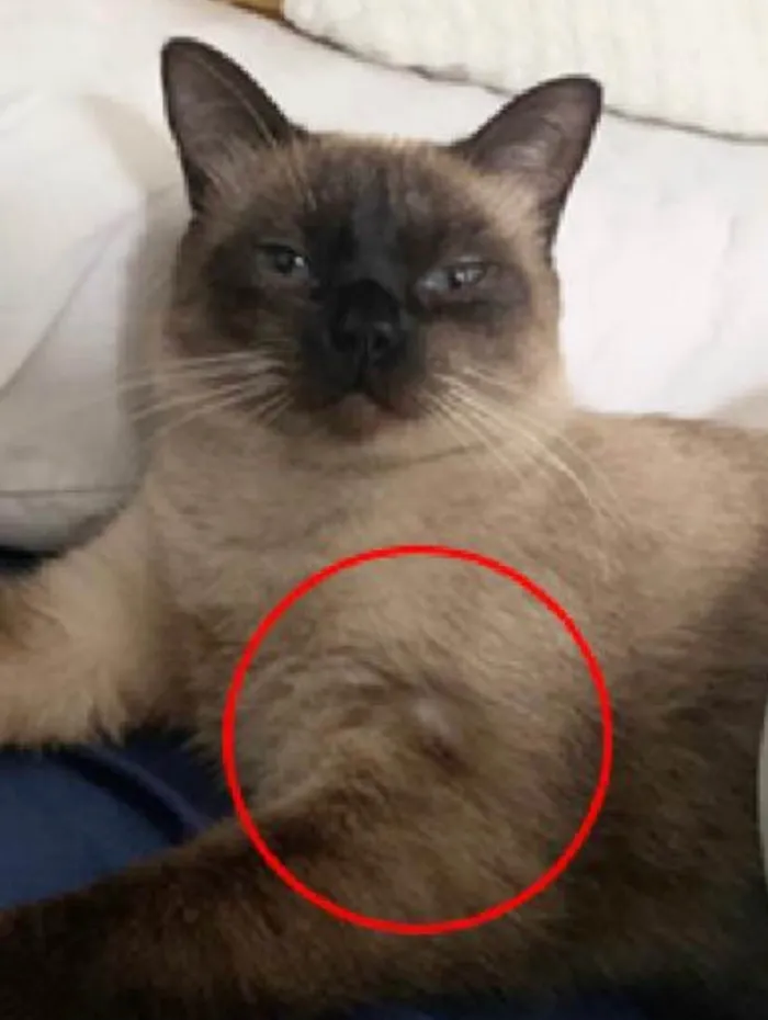 Gato ra a Siamês idade 3 anos nome Recompensa R$ 10.000(dez mil reais)