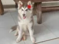 Zeus