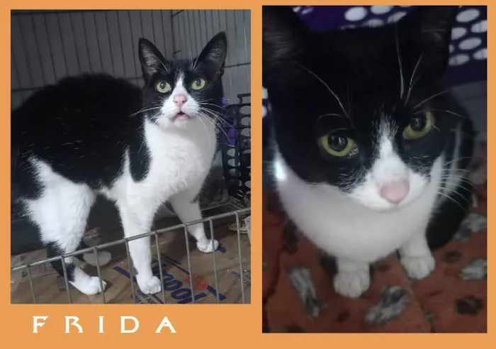 Gato ra a SRD-ViraLata idade 1 ano nome FRIDA