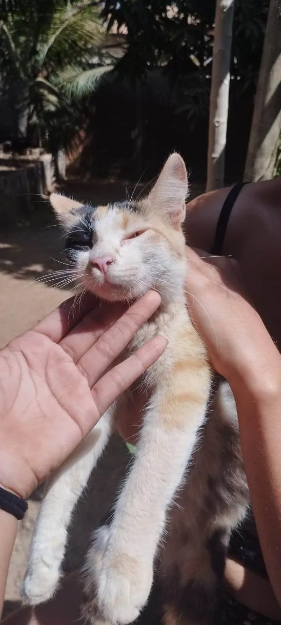 Gato ra a SRD-ViraLata idade 7 a 11 meses nome Jasmins  