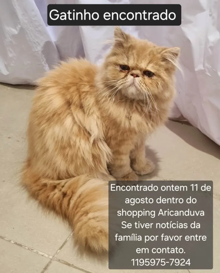 Gato ra a Persa idade 7 a 11 meses nome Sem nome