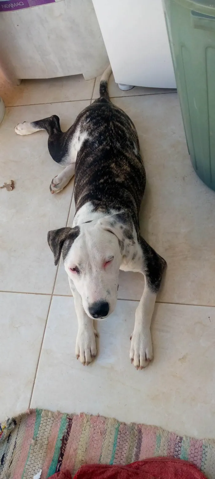 Cachorro ra a Pit-Bull idade 2 a 6 meses nome Estrela 