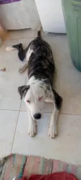 Estrela